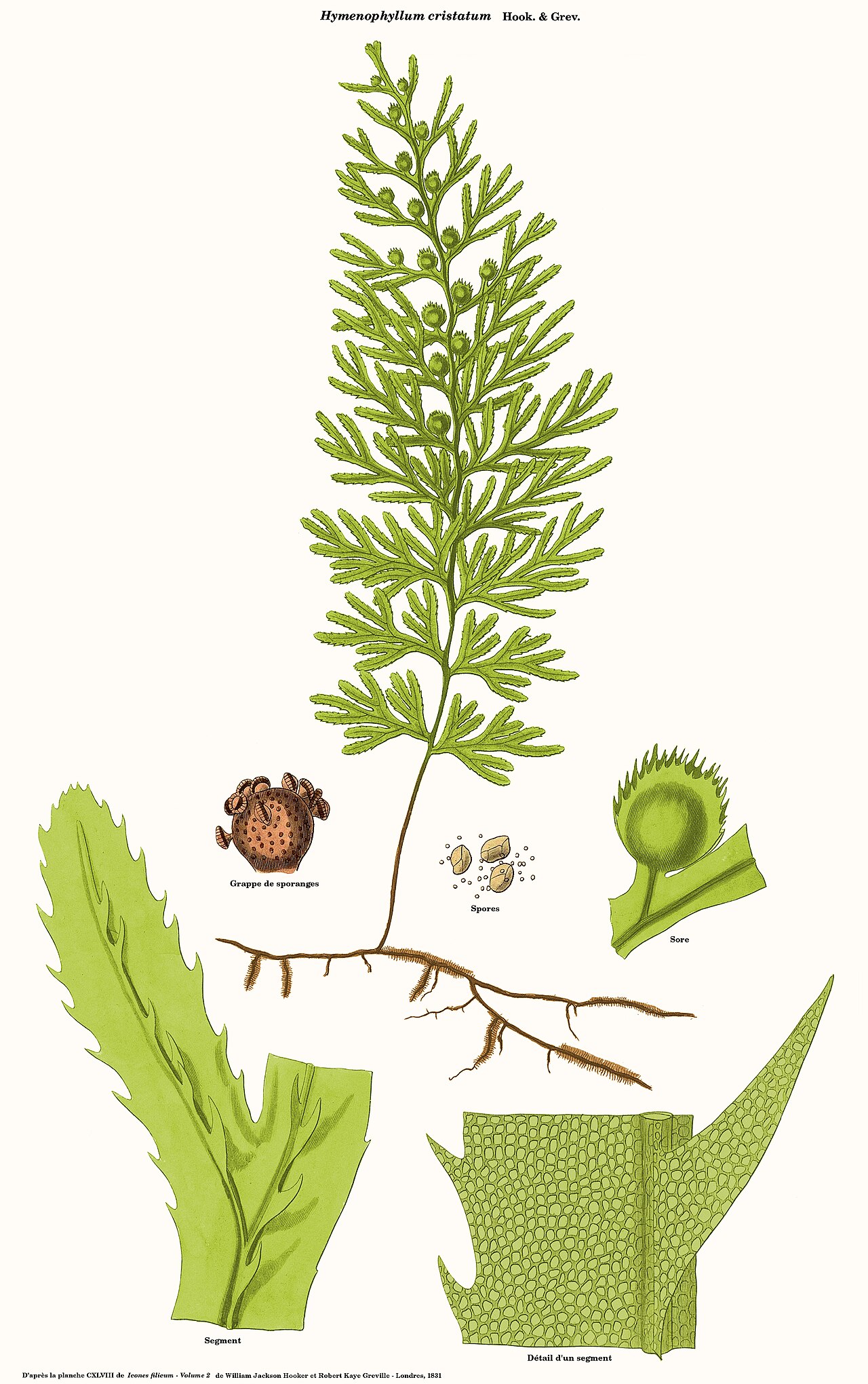 Hymenophyllum cristatum: Hymenophyllum cristatum - D'après la planche CXLVIII de Icones Filicum - Volume 2 de William Jackson Hooker et Robert Kaye Greville - Londres, 1831 - Planche re