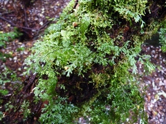 Hymenophyllum cuneatum (Hymenophyllum cuneatum)