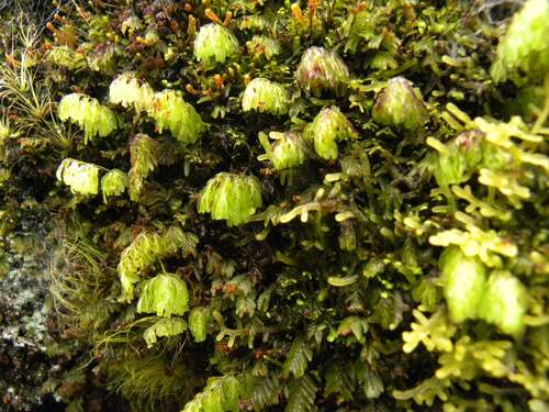 Hymenophyllum cuneatum (Hymenophyllum cuneatum)