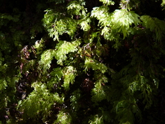 Hymenophyllum cuneatum (Hymenophyllum cuneatum)