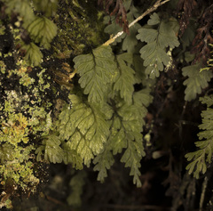Hymenophyllum cuneatum (Hymenophyllum cuneatum)
