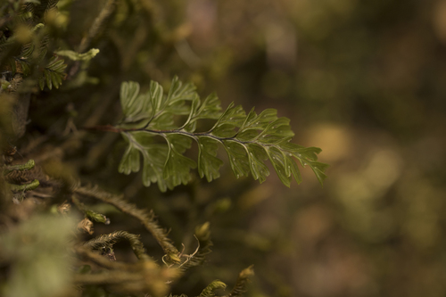 Hymenophyllum cuneatum (Hymenophyllum cuneatum)