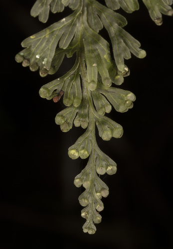 Hymenophyllum cuneatum (Hymenophyllum cuneatum)