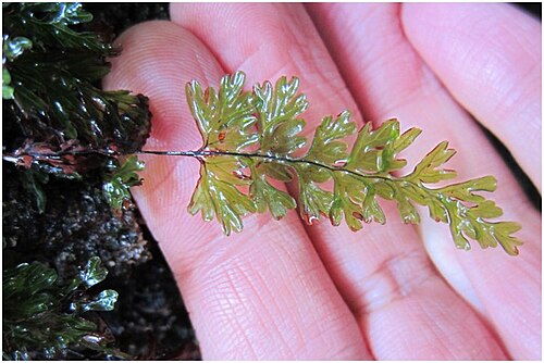 Hymenophyllum cuneatum: Figure 6a Hymenophyllum cuneatum
