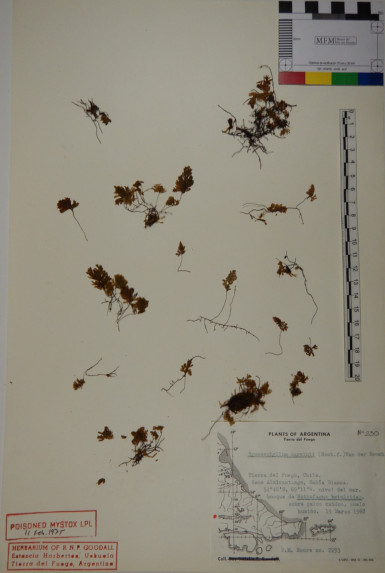 Hymenophyllum darwinii: Colección de Pteridophytas (Lycophyta y Monilophyta) del Museo del Fin del Mundo Número de catálogo: MFMPt00022 Número de registro: DM Moore 2293 Registrado por