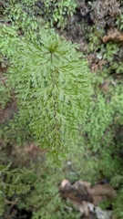 Hymenophyllum demissum (Hymenophyllum demissum)