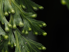 Hymenophyllum demissum (Hymenophyllum demissum)