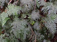 Hymenophyllum demissum (Hymenophyllum demissum)