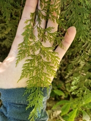 Hymenophyllum demissum (Hymenophyllum demissum)