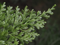 Hymenophyllum demissum (Hymenophyllum demissum)