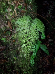 Hymenophyllum demissum (Hymenophyllum demissum)