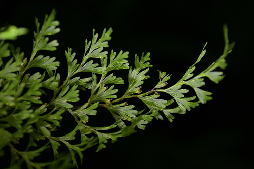 Hymenophyllum demissum (Hymenophyllum demissum)