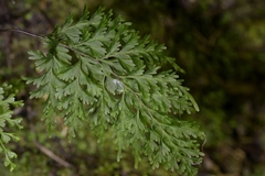 Hymenophyllum demissum (Hymenophyllum demissum)