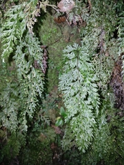 Hymenophyllum demissum (Hymenophyllum demissum)