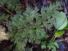 Hymenophyllum demissum (Hymenophyllum demissum)