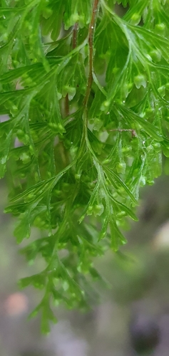 Hymenophyllum demissum (Hymenophyllum demissum)