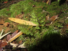Hymenophyllum dentatum (Hymenophyllum dentatum)