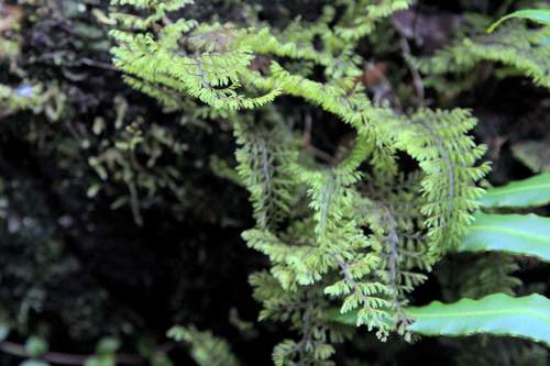 Hymenophyllum dentatum (Hymenophyllum dentatum)