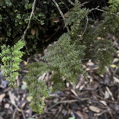Hymenophyllum dentatum (Hymenophyllum dentatum)
