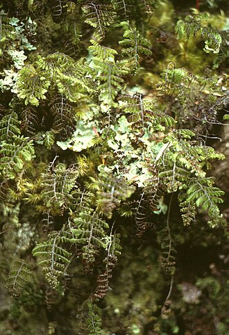 Hymenophyllum dentatum: Hymenophyllum dentatum , Hymenophyllaceae - Chile, Salto de Petrohué