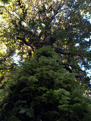 Hymenophyllum dentatum (Hymenophyllum dentatum)