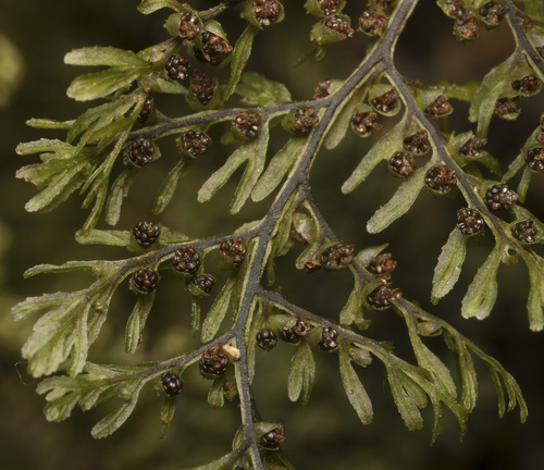 Hymenophyllum dentatum (Hymenophyllum dentatum)
