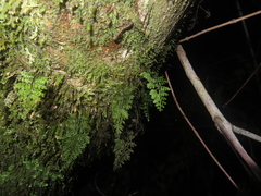 Hymenophyllum dentatum (Hymenophyllum dentatum)