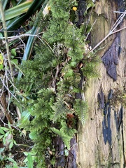 Hymenophyllum dentatum (Hymenophyllum dentatum)