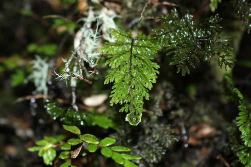 Hymenophyllum dentatum (Hymenophyllum dentatum)