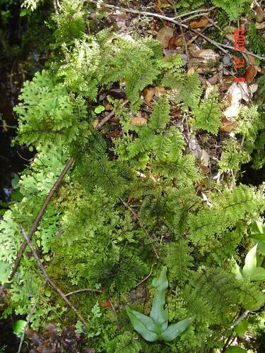 Hymenophyllum dentatum (Hymenophyllum dentatum)