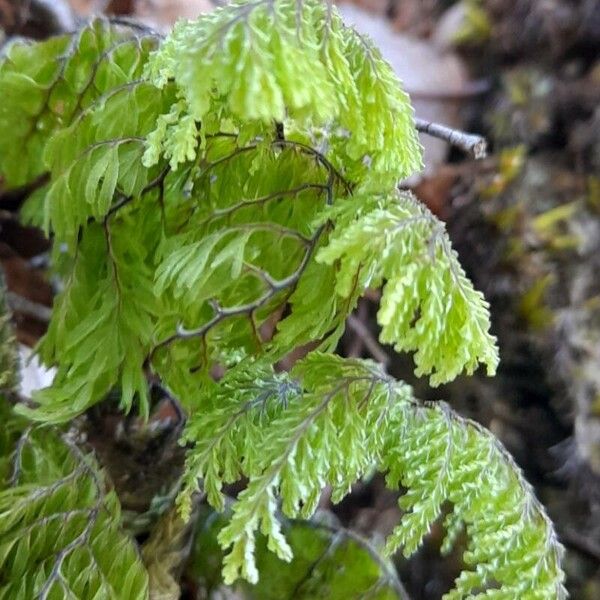 Hymenophyllum dentatum (Hymenophyllum dentatum)