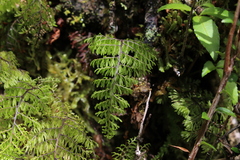 Hymenophyllum dentatum (Hymenophyllum dentatum)