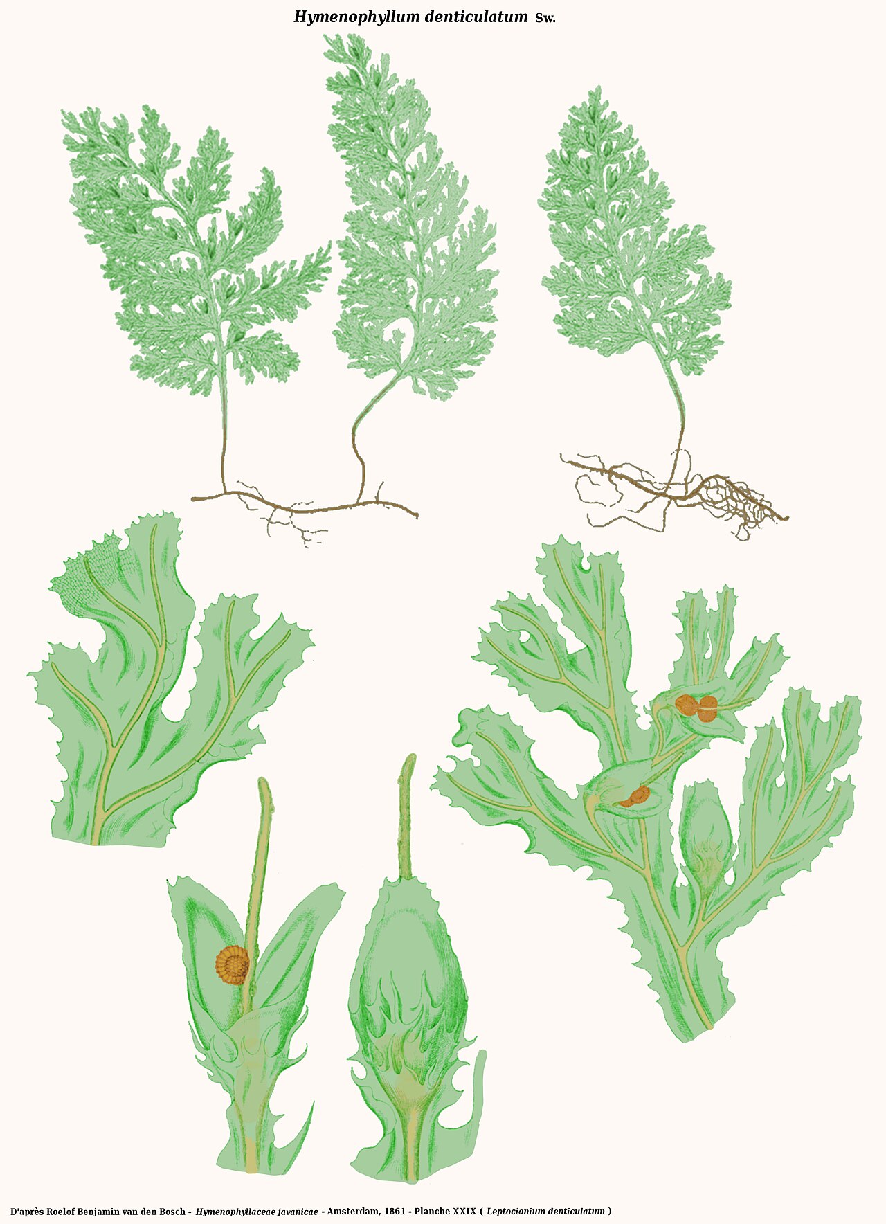 Hymenophyllum denticulatum: Hymenophyllum denticulatum Sw. - D'après Roelof Benjamin van den Bosch - Hymenophyllaceae javanicae - Amsterdam, 1861 - Planche XXIX ( Lecptocionium denticulatu