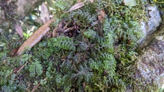 Hymenophyllum devolii (Hymenophyllum devolii)