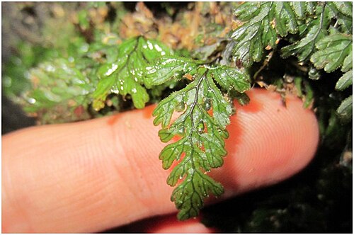 Hymenophyllum dicranotrichum: Figure 6b Hymenophyllum dicranotrichum
