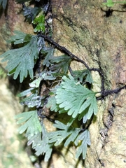 Hymenophyllum digitatum (Hymenophyllum digitatum)