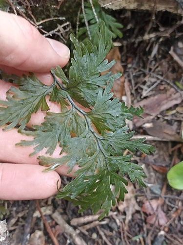 Hymenophyllum dilatatum (Hymenophyllum dilatatum)