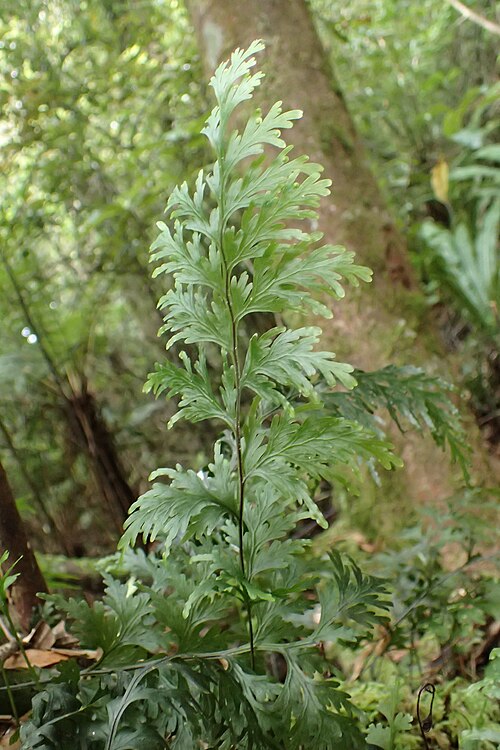 Hymenophyllum dilatatum: Hymenophyllum dilatatum in Mount Ngongotaha Scenic Reserve by Rotoroa