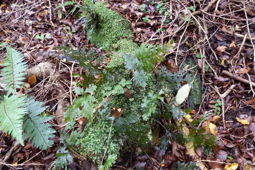 Hymenophyllum dilatatum (Hymenophyllum dilatatum)