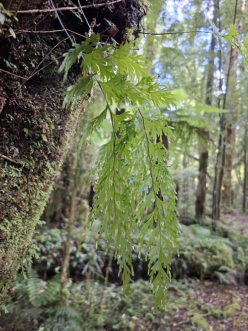 Hymenophyllum dilatatum: Hymenophyllum dilatatum, Whirinaki Te Pua-a-Tane Conservation Park, NZ-BP-WH, NZ-BP, NZ, 2026-01-02 (iNaturalist).