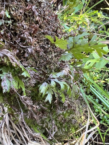 Hymenophyllum dilatatum (Hymenophyllum dilatatum)