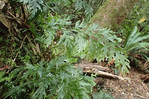 Hymenophyllum dilatatum: Hymenophyllum dilatatum in Mount Ngongotaha Scenic Reserve by Rotoroa
