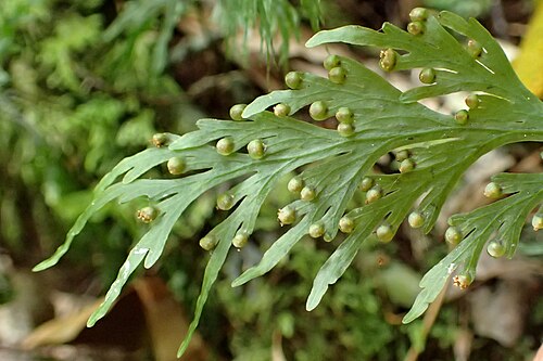 Hymenophyllum dilatatum: Hymenophyllum dilatatum in Mount Ngongotaha Scenic Reserve by Rotoroa