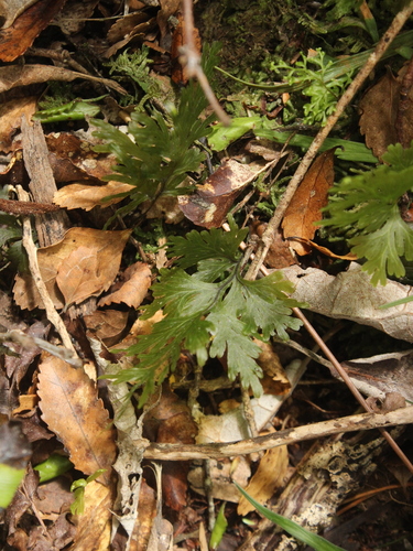 Hymenophyllum dilatatum (Hymenophyllum dilatatum)