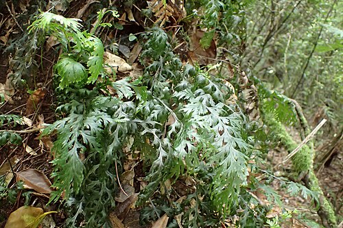 Hymenophyllum dilatatum: Hymenophyllum dilatatum in Mount Ngongotaha Scenic Reserve by Rotoroa