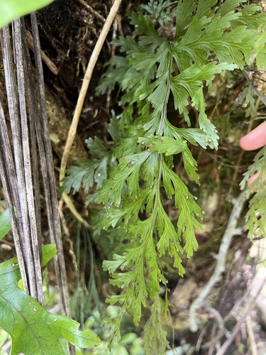 Hymenophyllum dilatatum (Hymenophyllum dilatatum)
