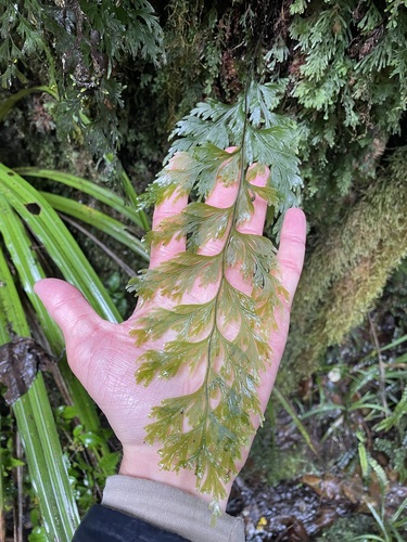 Hymenophyllum dilatatum (Hymenophyllum dilatatum)