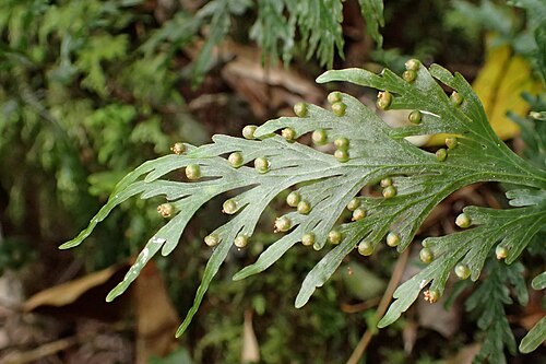 Hymenophyllum dilatatum: Hymenophyllum dilatatum in Mount Ngongotaha Scenic Reserve by Rotoroa