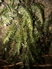 Hymenophyllum dimidiatum (Hymenophyllum dimidiatum)