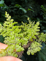 Hymenophyllum ectocarpon (Hymenophyllum ectocarpon)